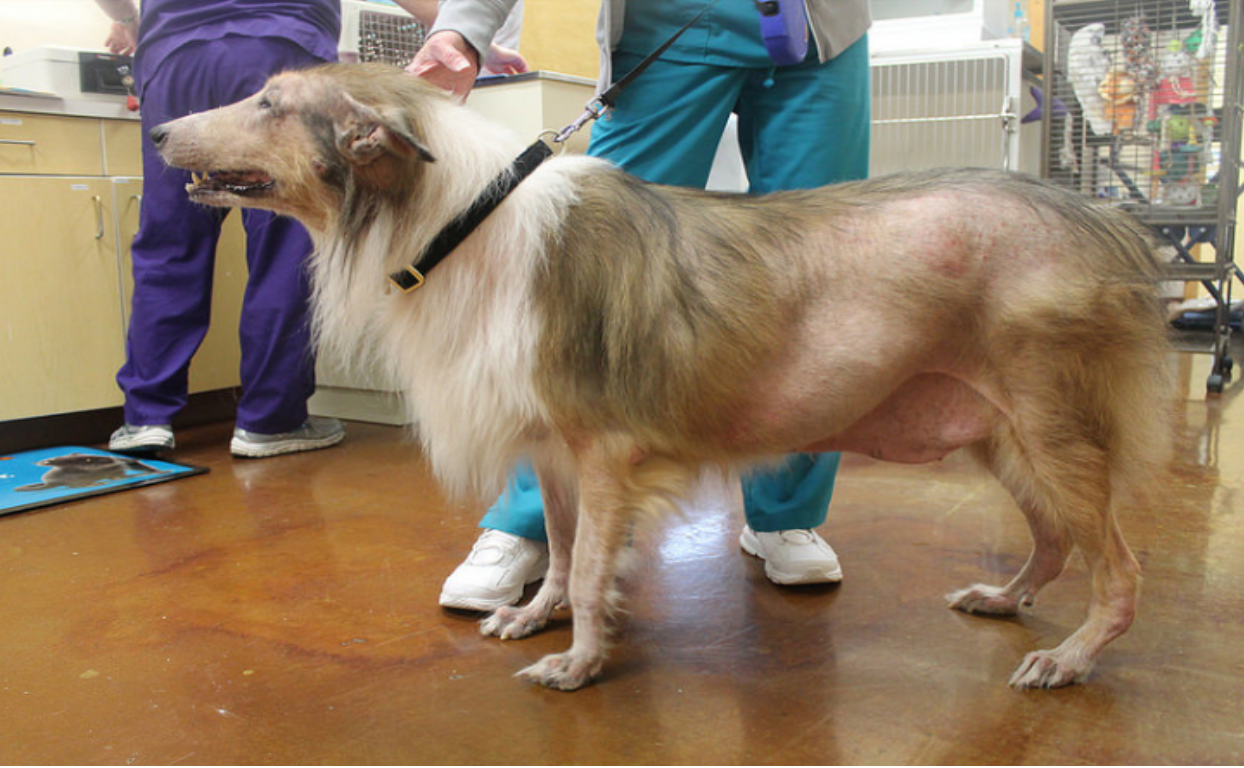dog on a vet clinic